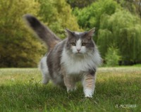 /album/animaux/chat-copie-jpg/